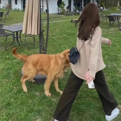 海猪仔